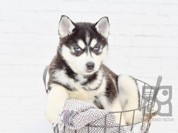 Siberian Husky DOG Female Black & White 33986 Petland Novi, Michigan