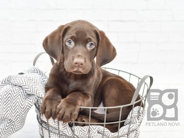 Labrador Retriever-DOG-Male-Chocolate-33976-Petland Novi, Michigan