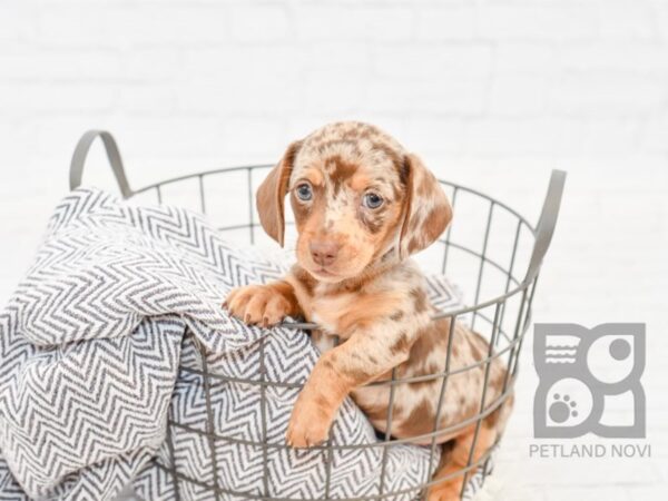 Dachshund DOG Male CHOC MERLE 33987 Petland Novi, Michigan