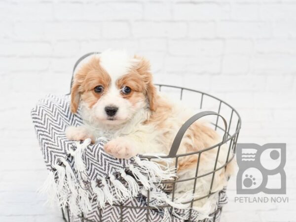 Cavachon-DOG-Female-BLENHEIM-33988-Petland Novi, Michigan