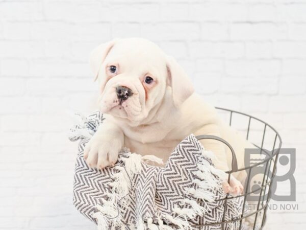 7/8 Beabull-DOG-Female-BROWN WH-33989-Petland Novi, Michigan