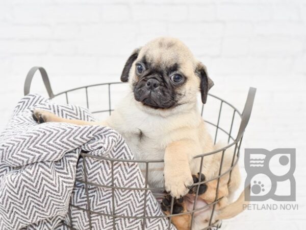 Pug-DOG-Male-FAWN-33990-Petland Novi, Michigan