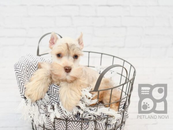 Miniature Schnauzer-DOG-Male-CHOC-33991-Petland Novi, Michigan