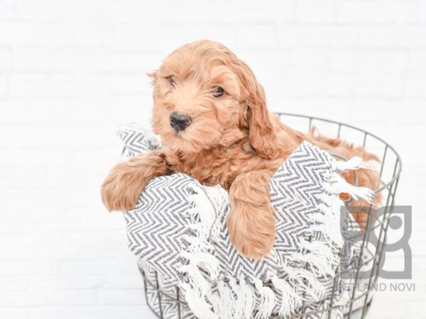 F2 MINI GOLDENDOODLE DOG Male Red 33992 Petland Novi, Michigan