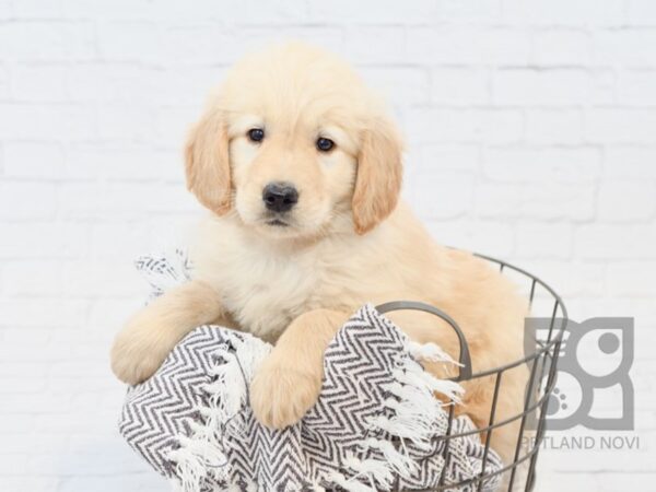 Golden Retriever DOG Female Cream 33993 Petland Novi, Michigan