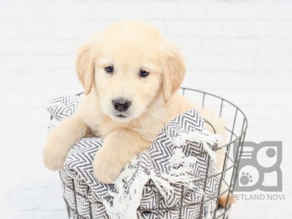 Golden Retriever DOG Male Cream 33994 Petland Novi, Michigan