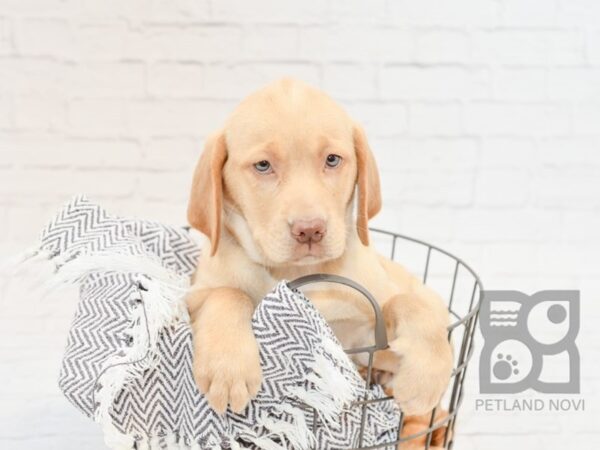 Labrador Retriever-DOG-Female-Yellow-33995-Petland Novi, Michigan