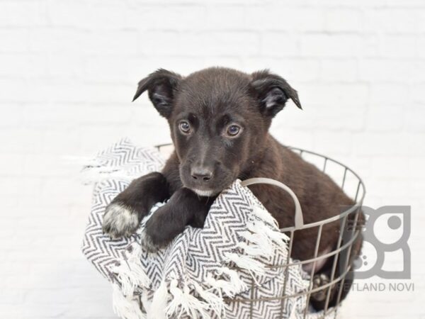 Border Heeler-DOG-Male-Black-33996-Petland Novi, Michigan