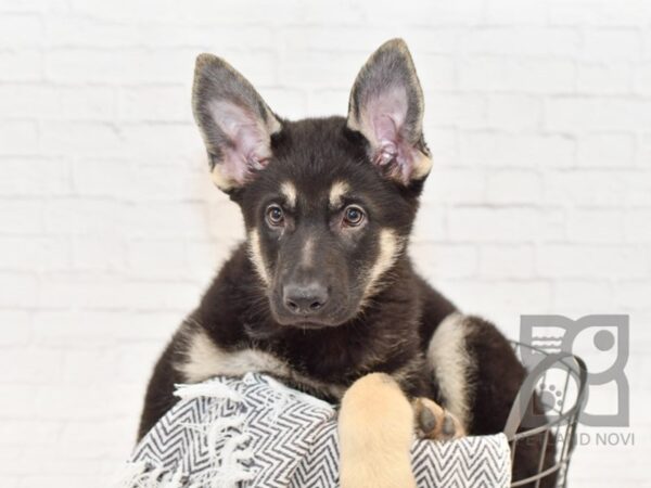 German Shepherd DOG Male Black & Tan 33997 Petland Novi, Michigan