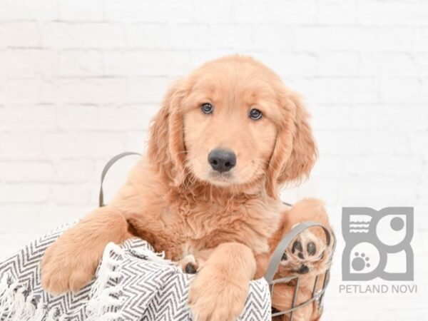 Golden Retriever DOG Male Golden 33998 Petland Novi, Michigan