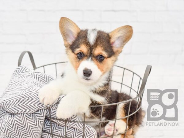 Pembroke Welsh Corgi-DOG-Male-Tri-33999-Petland Novi, Michigan