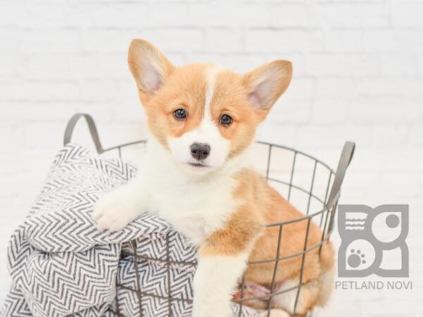 Pembroke Welsh Corgi DOG Male Sable 34000 Petland Novi, Michigan