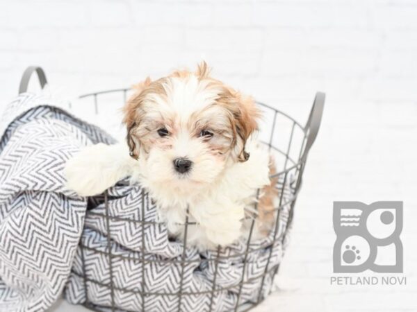 Shih Poo DOG Female Gold & White 34001 Petland Novi, Michigan