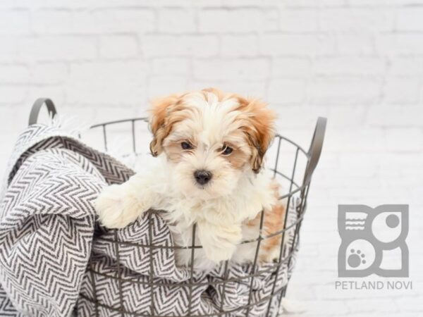 Shih Poo DOG Female Gold & White 34002 Petland Novi, Michigan