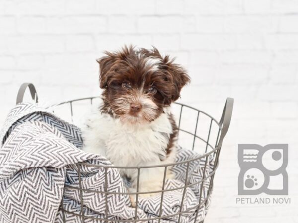 Havanese DOG Female Chocolate & White 34003 Petland Novi, Michigan