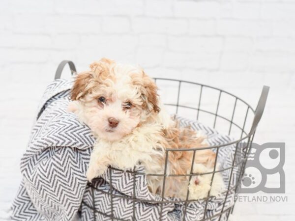 Havanese-DOG-Male-Chocolate & White-34004-Petland Novi, Michigan