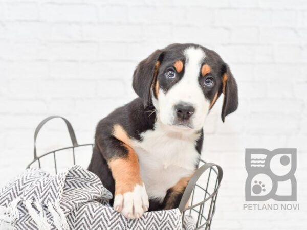 Greater Swiss MT Dog DOG Male Tri 34005 Petland Novi, Michigan