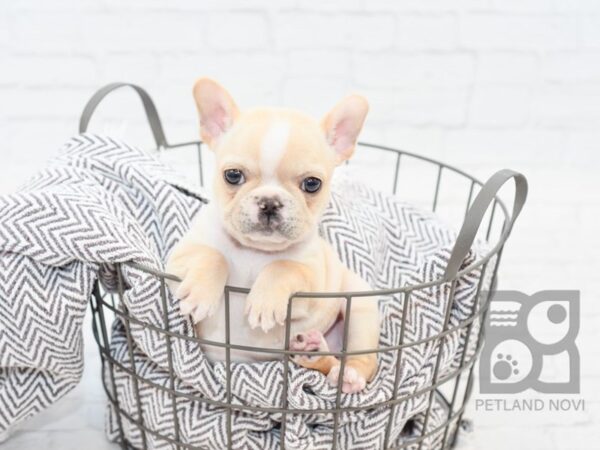 French Bulldog DOG Female Cream & White 34006 Petland Novi, Michigan