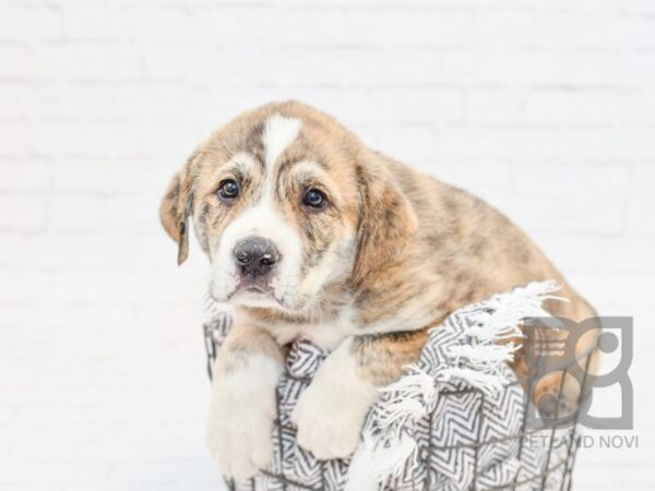 Anatolian Shepherd/Mountain Cur-DOG-Male-Dark Brindle-34007-Petland Novi, Michigan