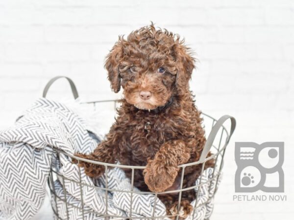 Miniature Poodle-DOG-Female-Chocolate-34008-Petland Novi, Michigan