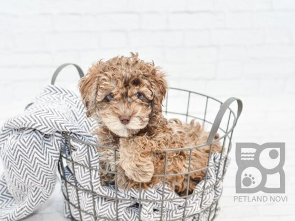 Miniature Poodle DOG Female Red Merle 34009 Petland Novi, Michigan