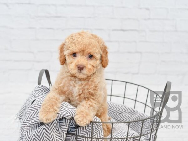 Miniature Poodle-DOG-Female-Cream-34010-Petland Novi, Michigan