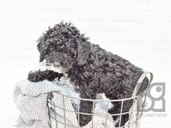 Miniature Poodle DOG Female Black 34011 Petland Novi, Michigan