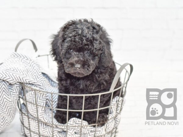 Miniature Poodle DOG Male Black 34012 Petland Novi, Michigan