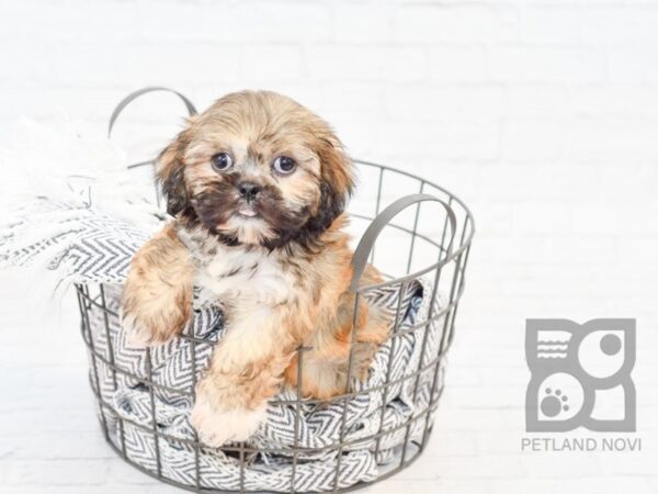 Lhasa Apso DOG Male Sable 34013 Petland Novi, Michigan