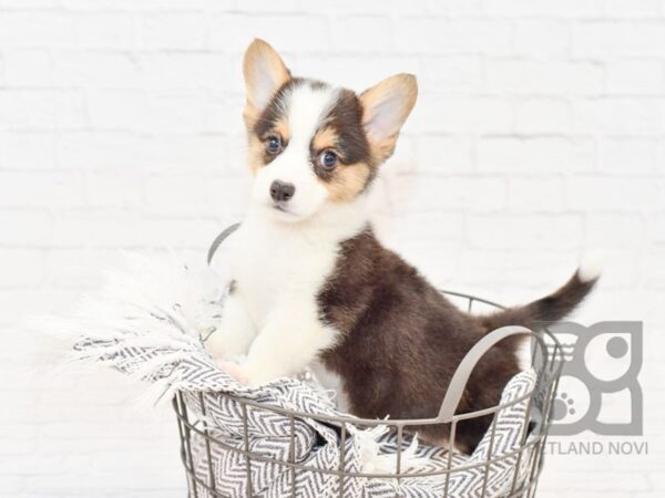 Pembroke Welsh Corgi DOG Male Black Tan / White 34014 Petland Novi, Michigan