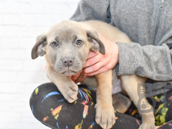 Cane Corso DOG Male Blue Fawn 34015 Petland Novi, Michigan