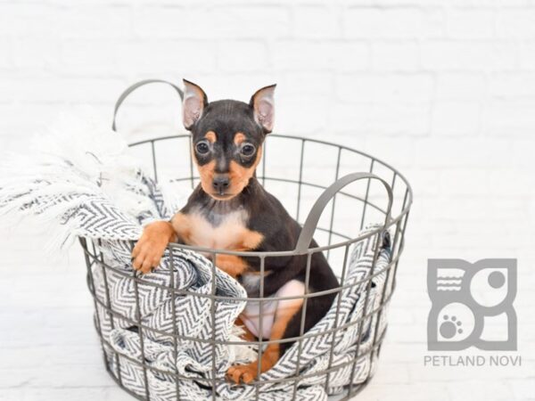 Miniature Pinscher-DOG-Female-Black / Tan-34016-Petland Novi, Michigan