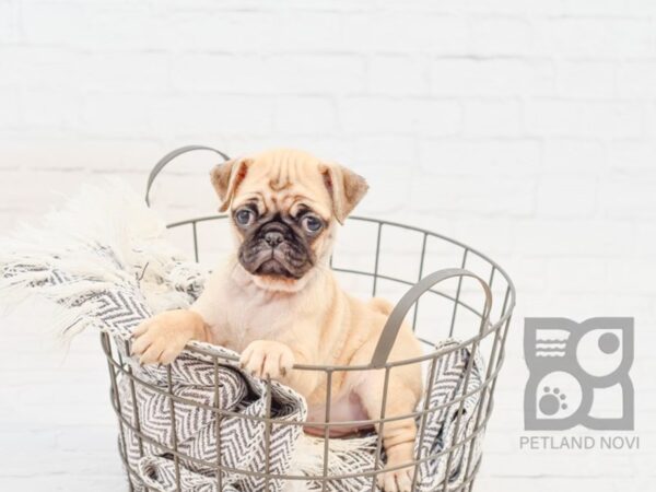 Pug-DOG-Female-Fawn-34017-Petland Novi, Michigan