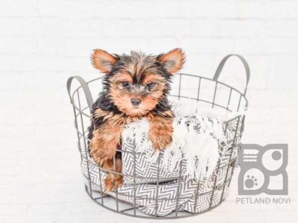 Yorkshire Terrier DOG Male Black & Tan 34018 Petland Novi, Michigan