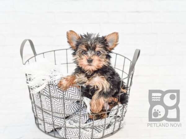 Yorkshire Terrier DOG Male Black & Tan 34019 Petland Novi, Michigan