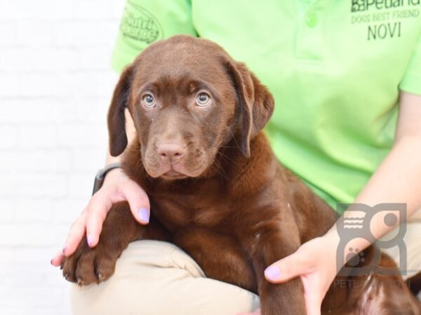 Labrador Retriever-DOG-Female-Chocolate-34020-Petland Novi, Michigan