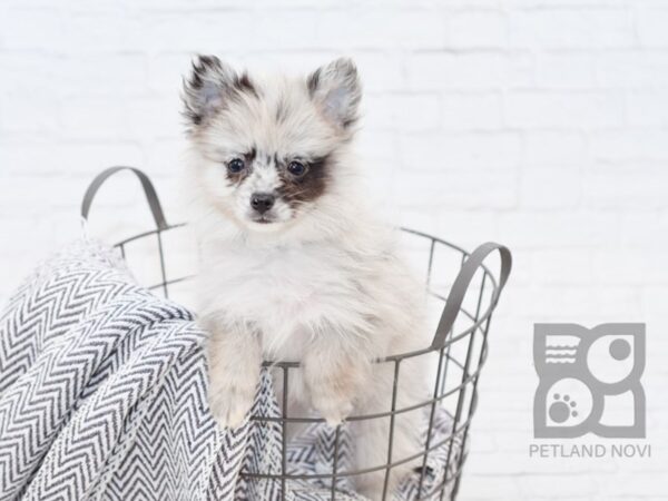 Pomsky-DOG-Female-Lilac Merle-34021-Petland Novi, Michigan