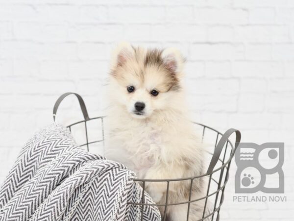 Pomsky DOG Female Chocolate Merle 34022 Petland Novi, Michigan