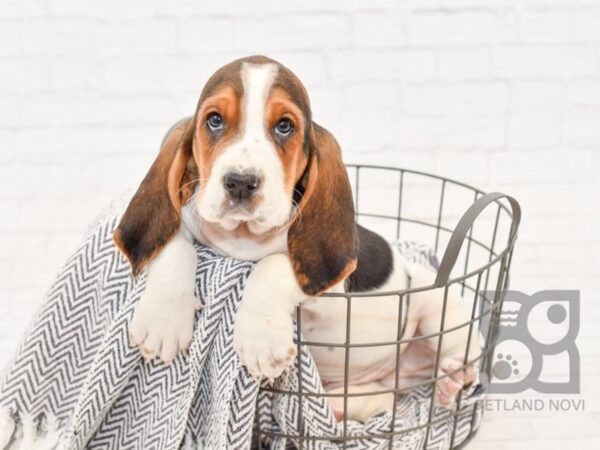 Basset Hound DOG Male Tri 34023 Petland Novi, Michigan