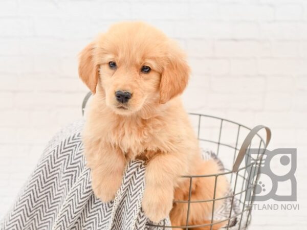 Golden Retriever DOG Female Gold 34025 Petland Novi, Michigan