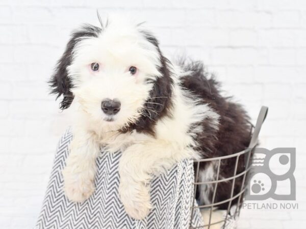 Old English Sheepdog DOG Female Black & White 34026 Petland Novi, Michigan