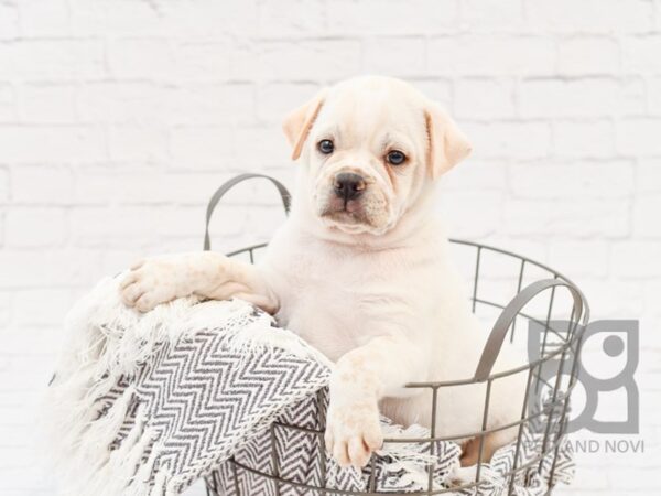 Borio-DOG-Male-CREAM WHITE-34027-Petland Novi, Michigan