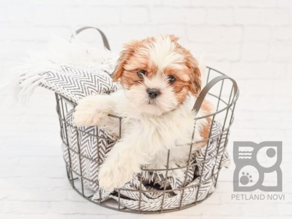 Shih Tzu DOG Male BROWN WH 34028 Petland Novi, Michigan