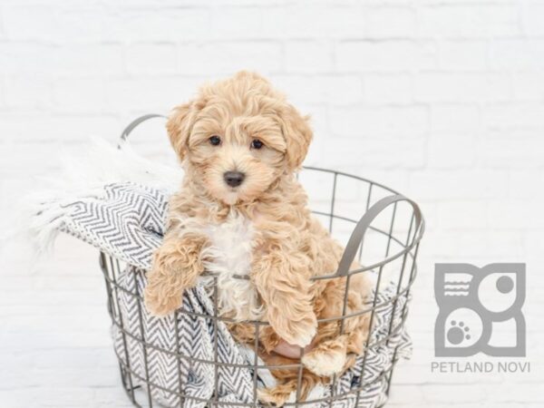 Schnauzer Poo-DOG-Male-TAN WH-34029-Petland Novi, Michigan