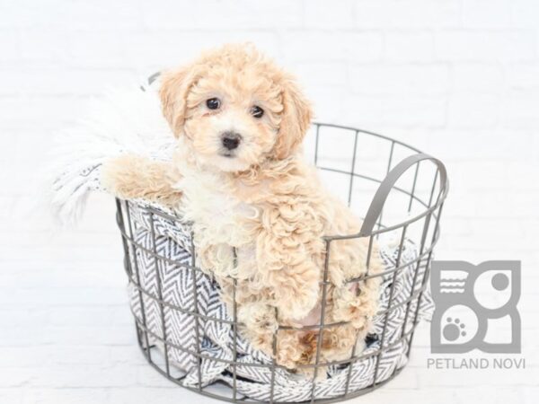 Bichonpoo-DOG-Female-CREAM-34030-Petland Novi, Michigan