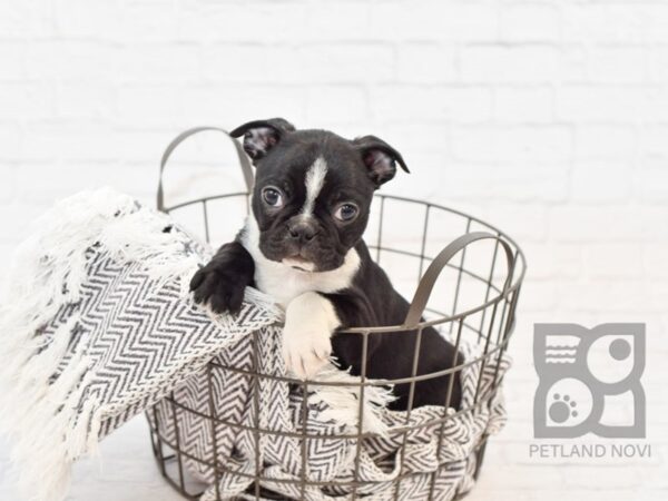 Boston Terrier DOG Male BLK WH 34031 Petland Novi, Michigan