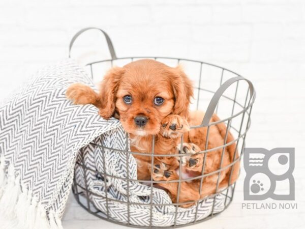 Cavalier King Charles Spaniel-DOG-Female-BLENHEIM-34032-Petland Novi, Michigan