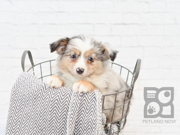 Miniature Australian Shepherd-DOG-Male-BLUEMERLE-34033-Petland Novi, Michigan