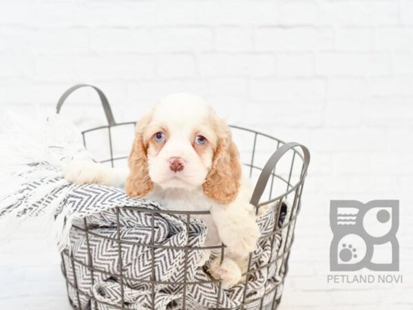 Cocker Spaniel DOG Female BUFF 34034 Petland Novi, Michigan