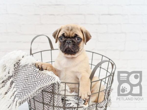 Pug DOG Female FAWN 34035 Petland Novi, Michigan